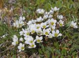 Смотреть изображение Minuartia arctica