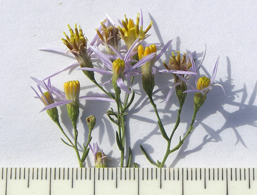 Image of Galatella rossica specimen.