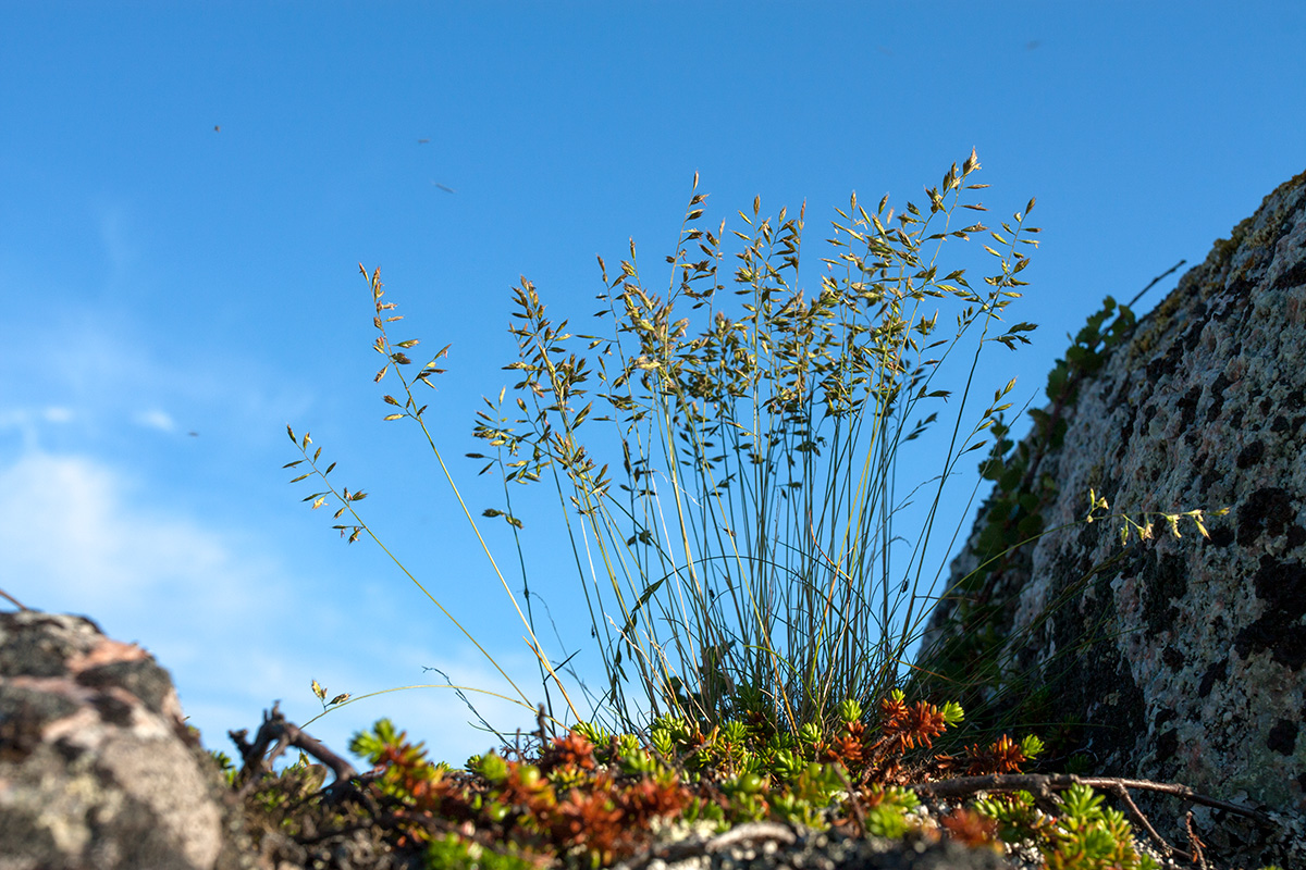 Изображение особи Festuca ovina.