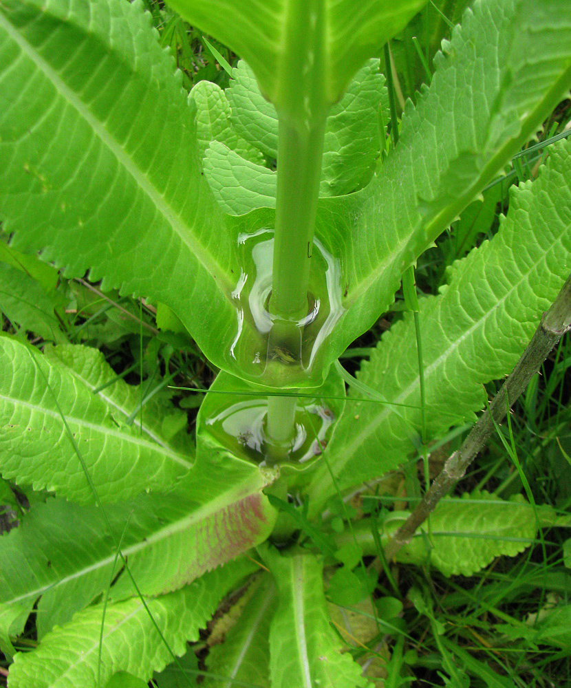 Image of Dipsacus fullonum specimen.