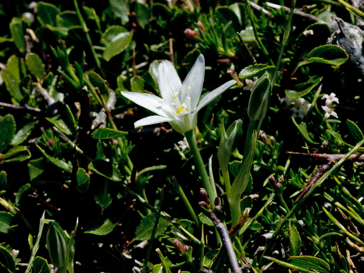 Image of Ornithogalum pumilum specimen.