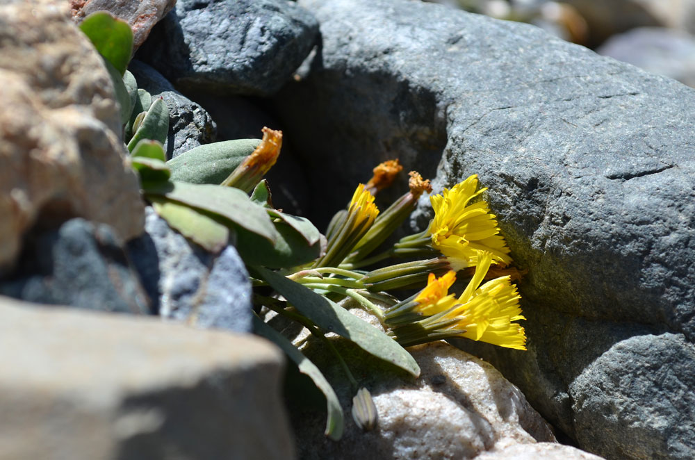 Image of Crepis karelinii specimen.