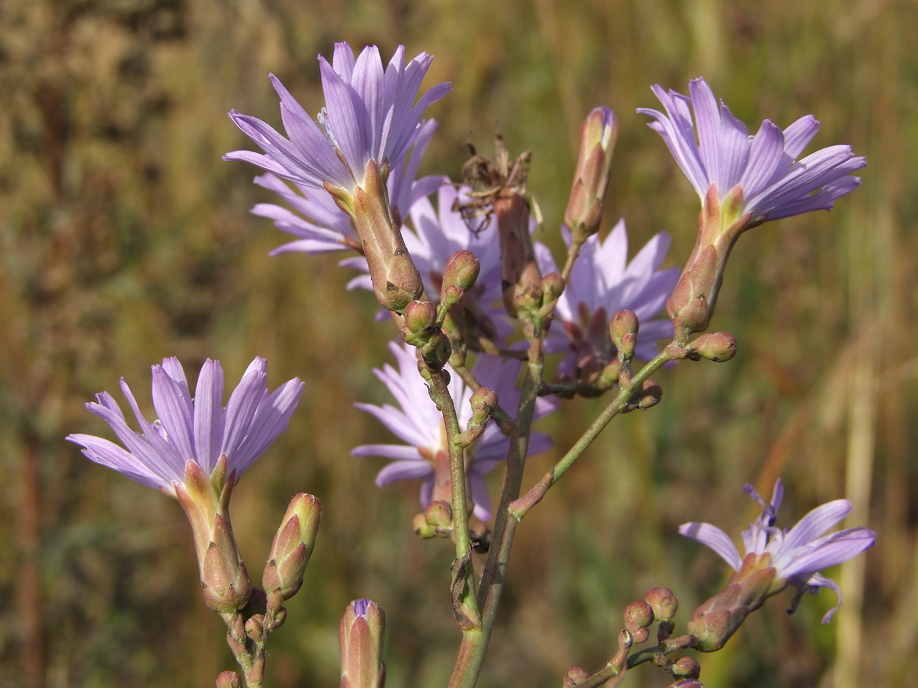 Image of Lactuca tatarica specimen.