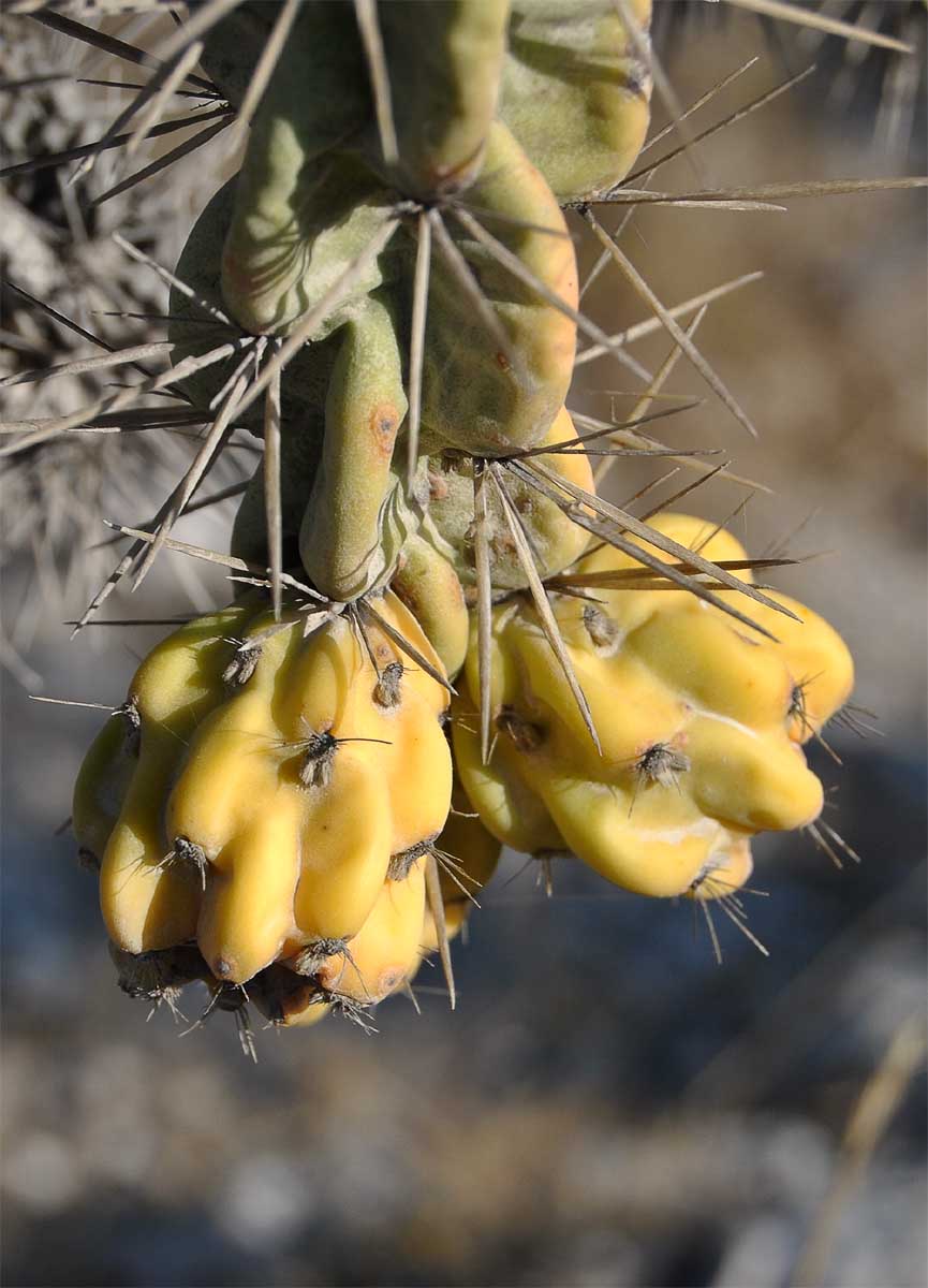 Image of Cylindropuntia imbricata specimen.