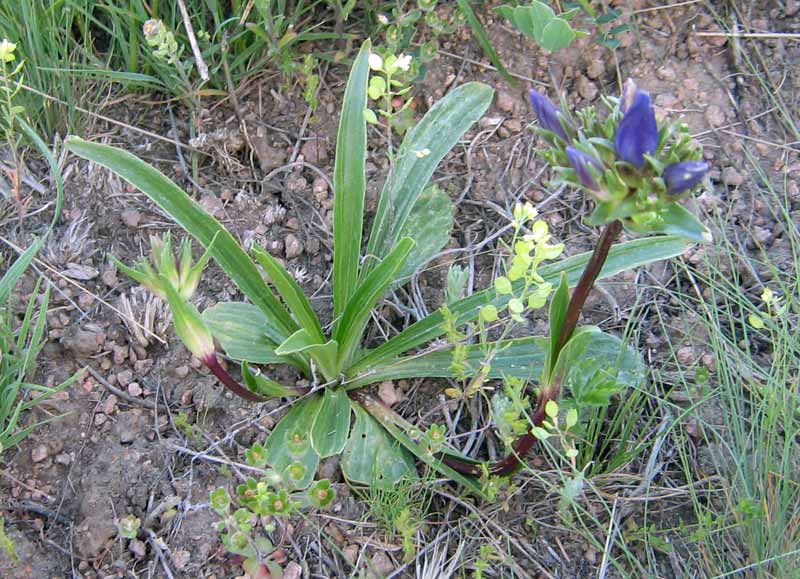 Image of Gentiana olivieri specimen.