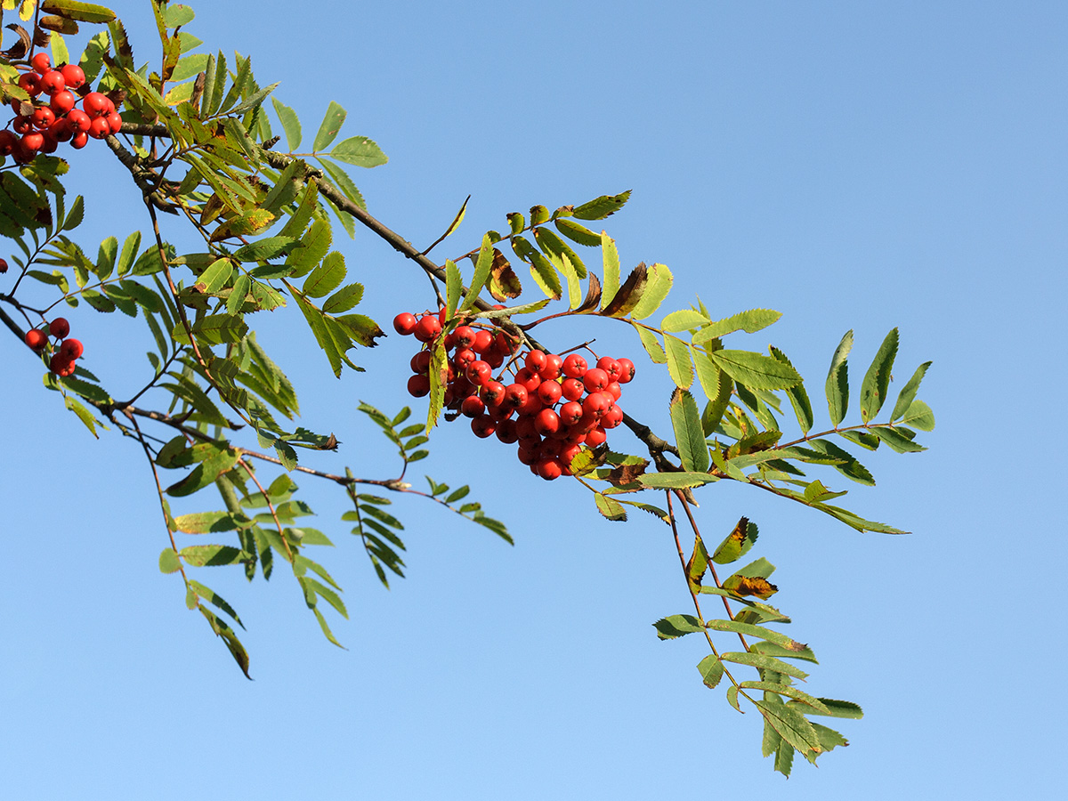 Image of Sorbus aucuparia specimen.