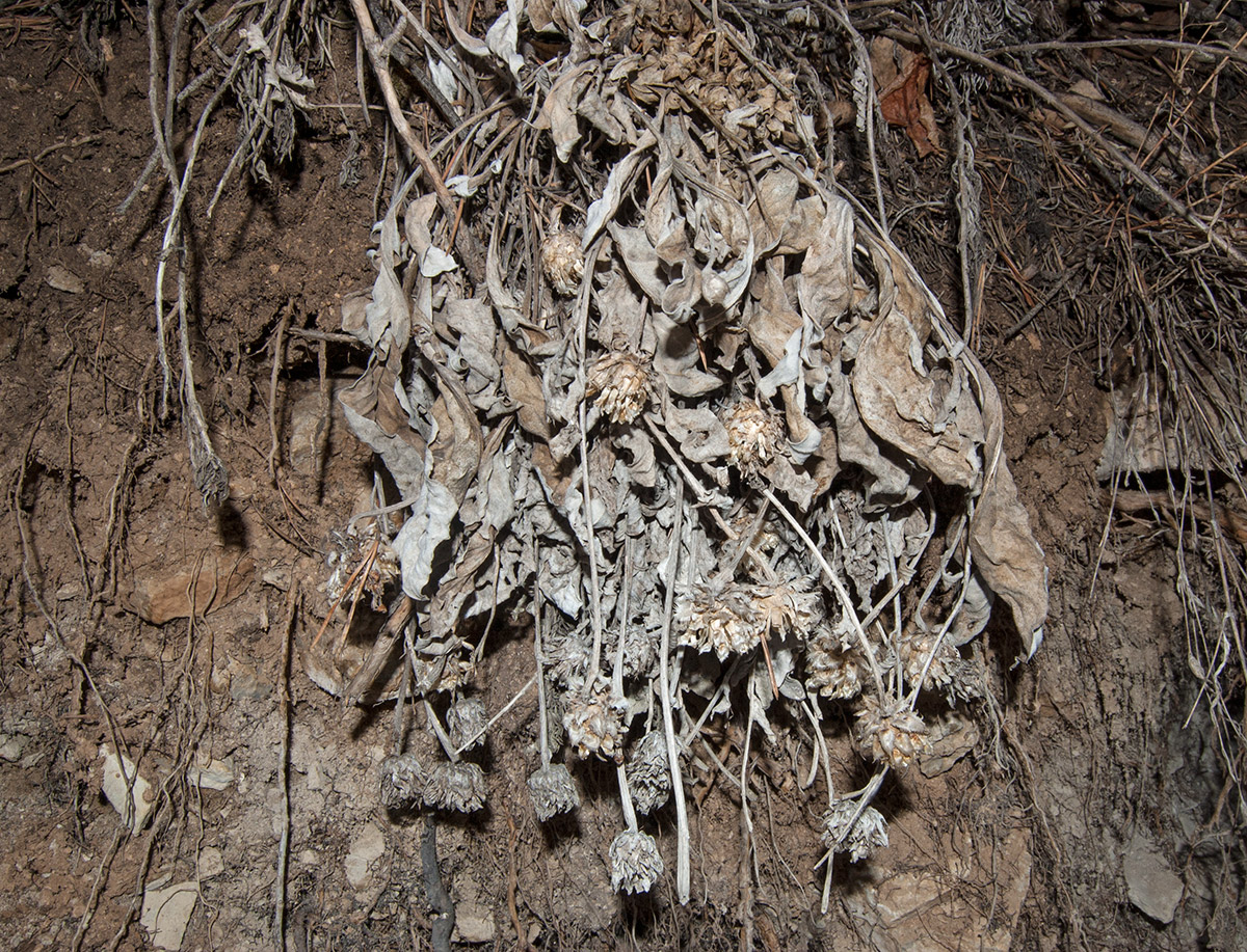 Image of Psephellus sibiricus specimen.