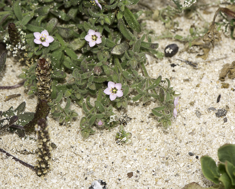 Image of Minuartia geniculata specimen.