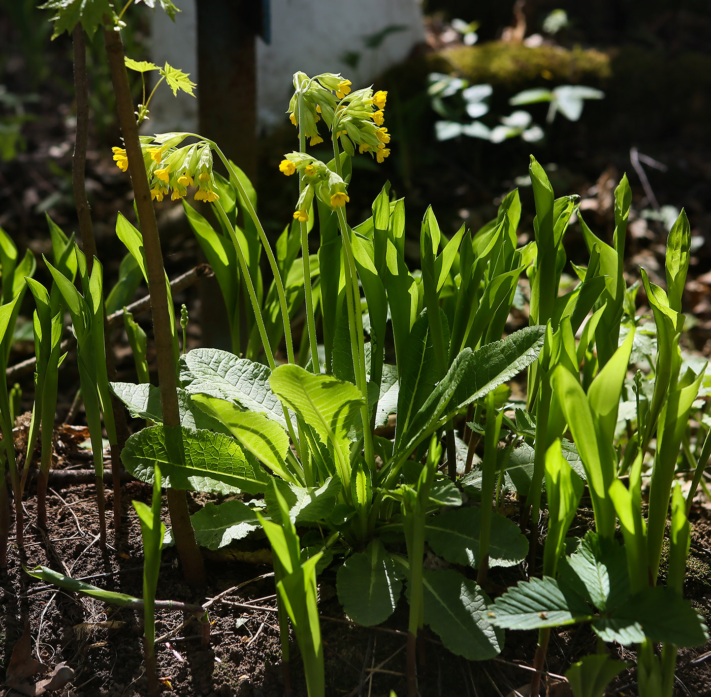 Image of Primula macrocalyx specimen.