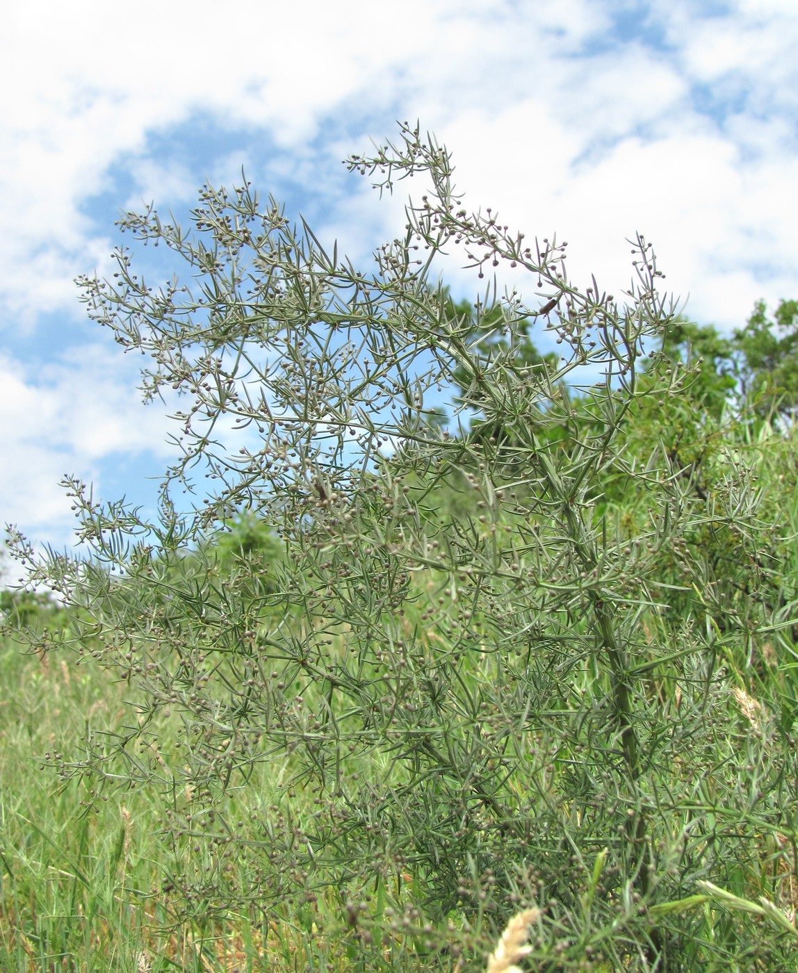 Изображение особи Asparagus verticillatus.