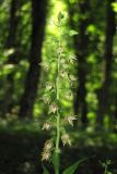 Epipactis leptochila