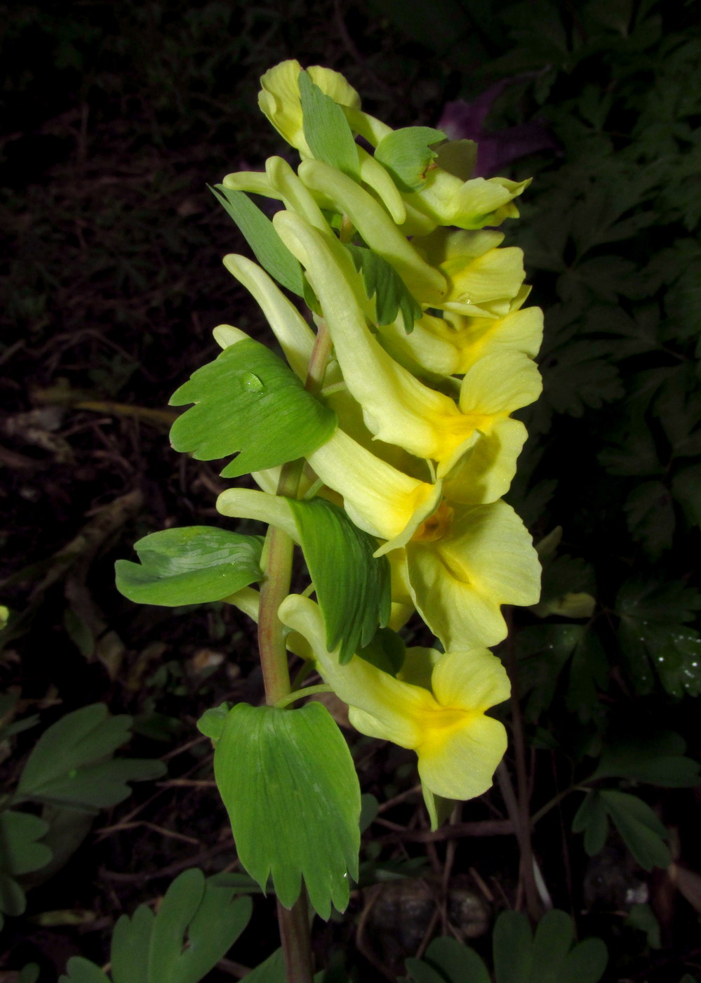 Изображение особи Corydalis talpina.