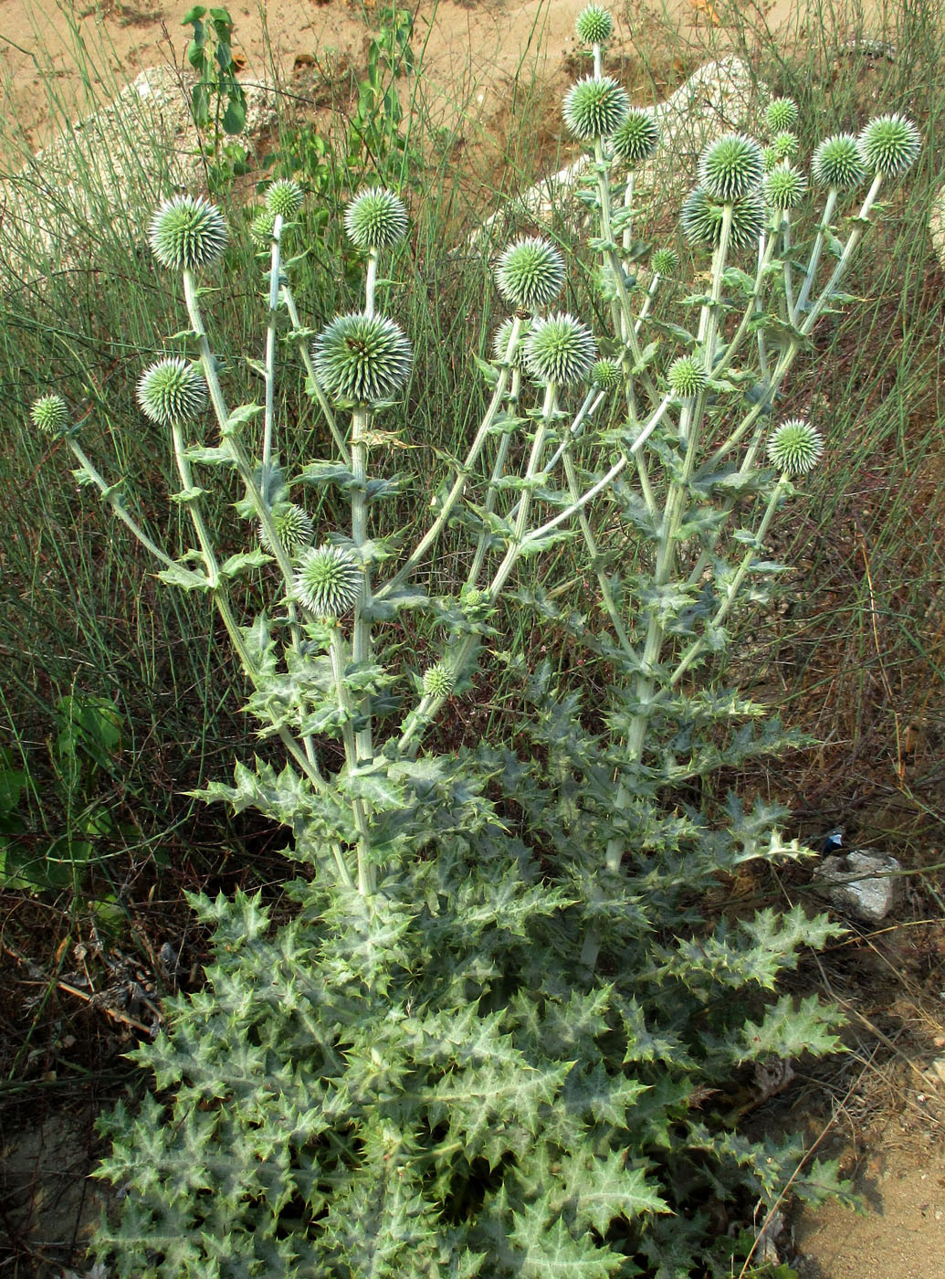 Image of Echinops antalyensis specimen.