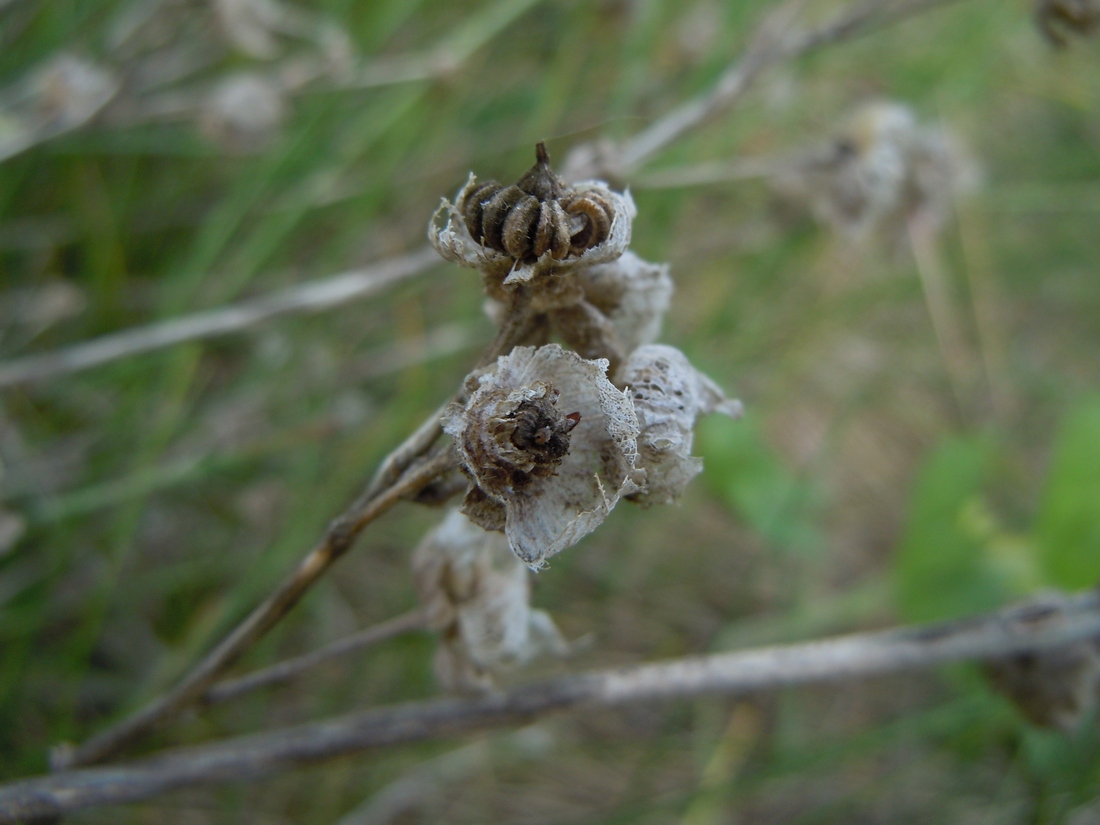 Image of Malva thuringiaca specimen.