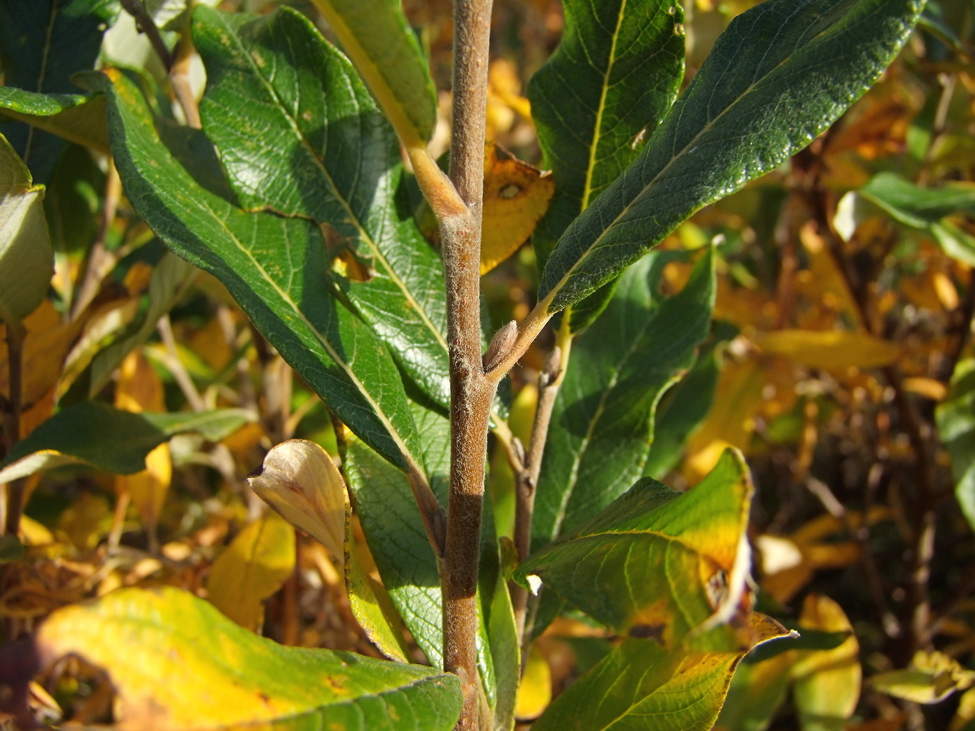 Image of Salix krylovii specimen.