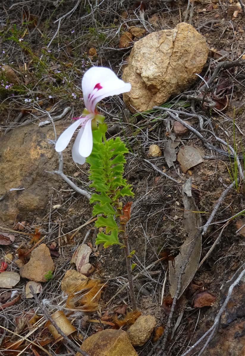 Image of Pelargonium crispum specimen.