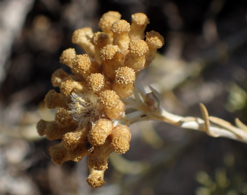 Image of genus Helichrysum specimen.