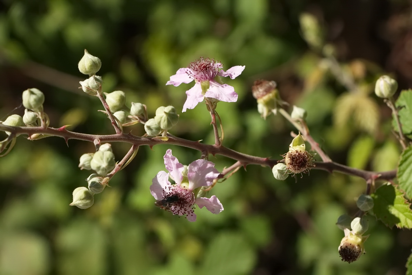 Изображение особи Rubus sanctus.