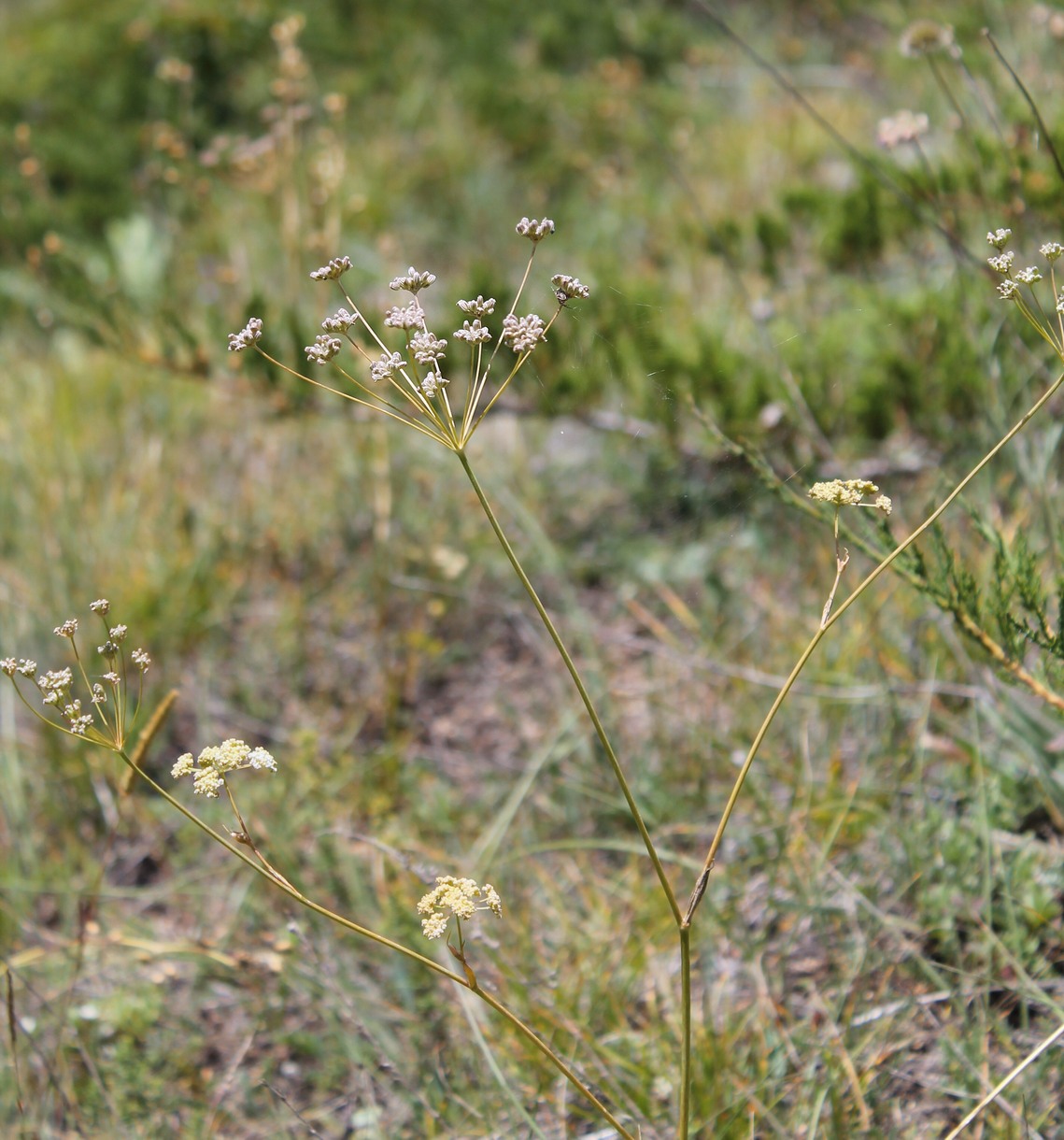 Image of Seseli varium specimen.