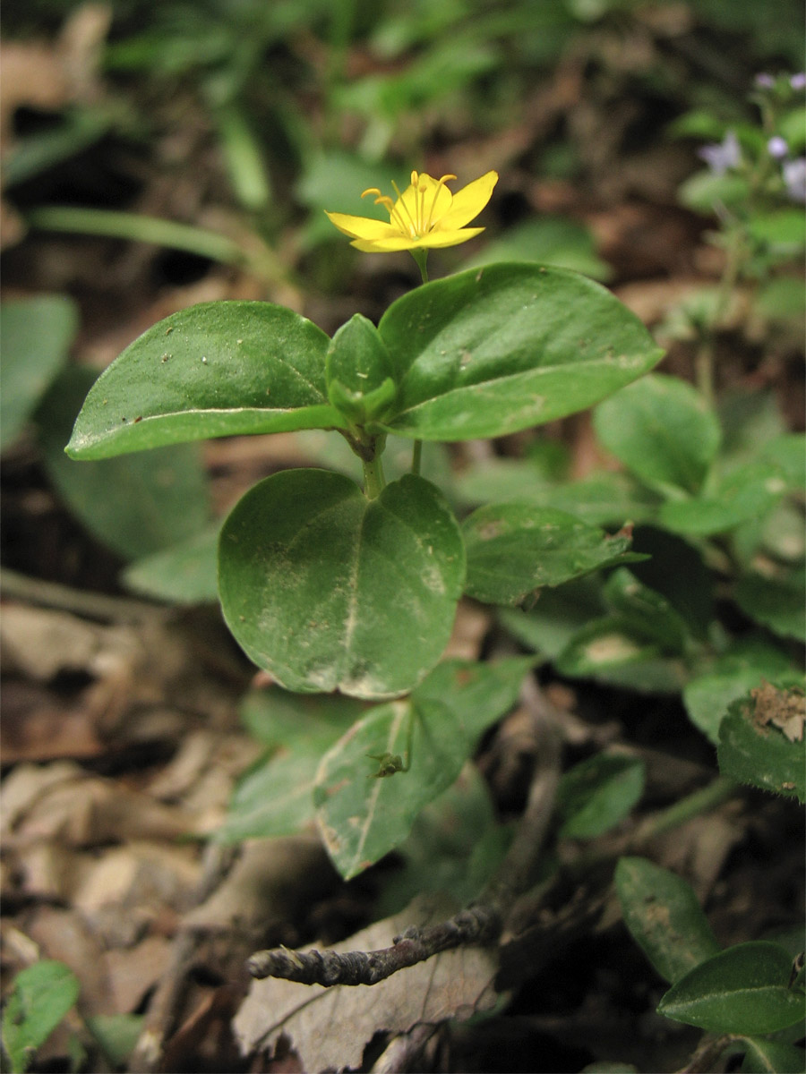 Image of Lysimachia nemorum specimen.