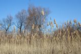 Phragmites australis. Верхушки плодоносящих растений. Казахстан, Восточно-Казахстанская обл., Уланский р-н, окр. с. Украинка, влажный луг. 02.11.2008.