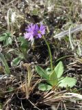 Primula algida