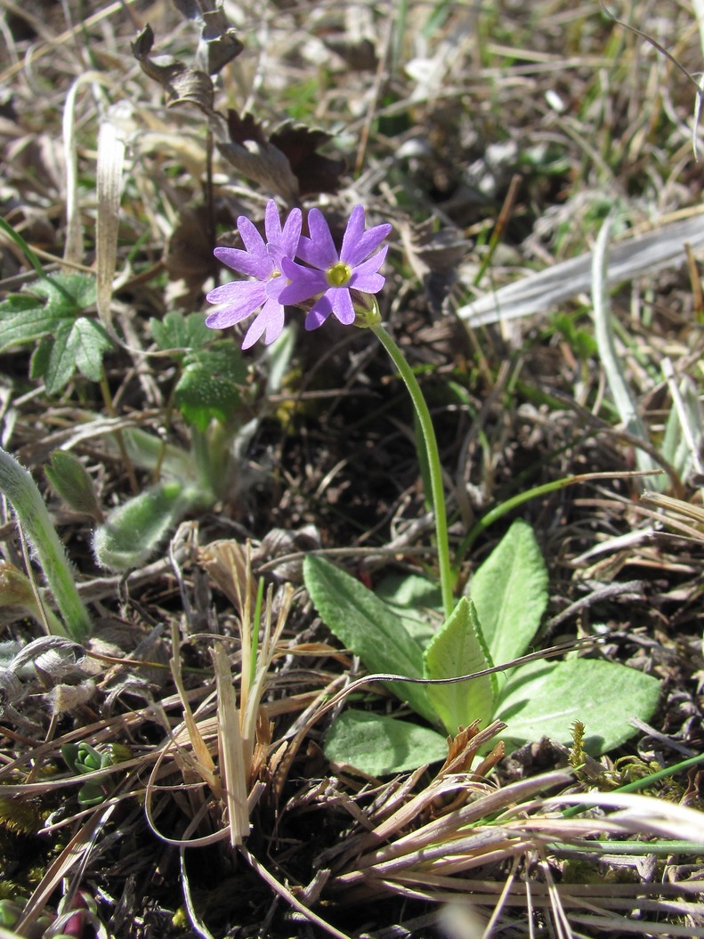 Image of Primula algida specimen.