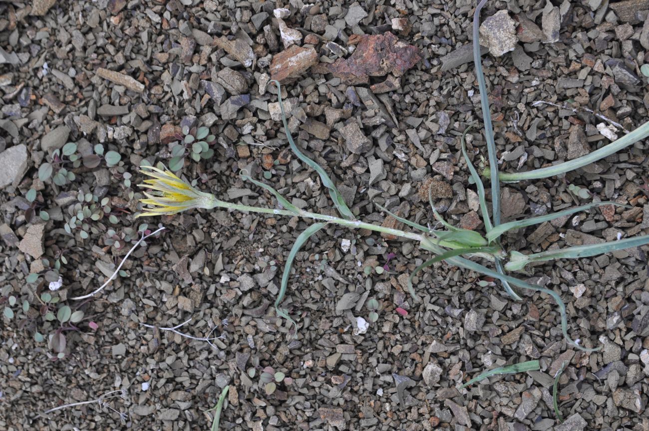 Изображение особи род Tragopogon.