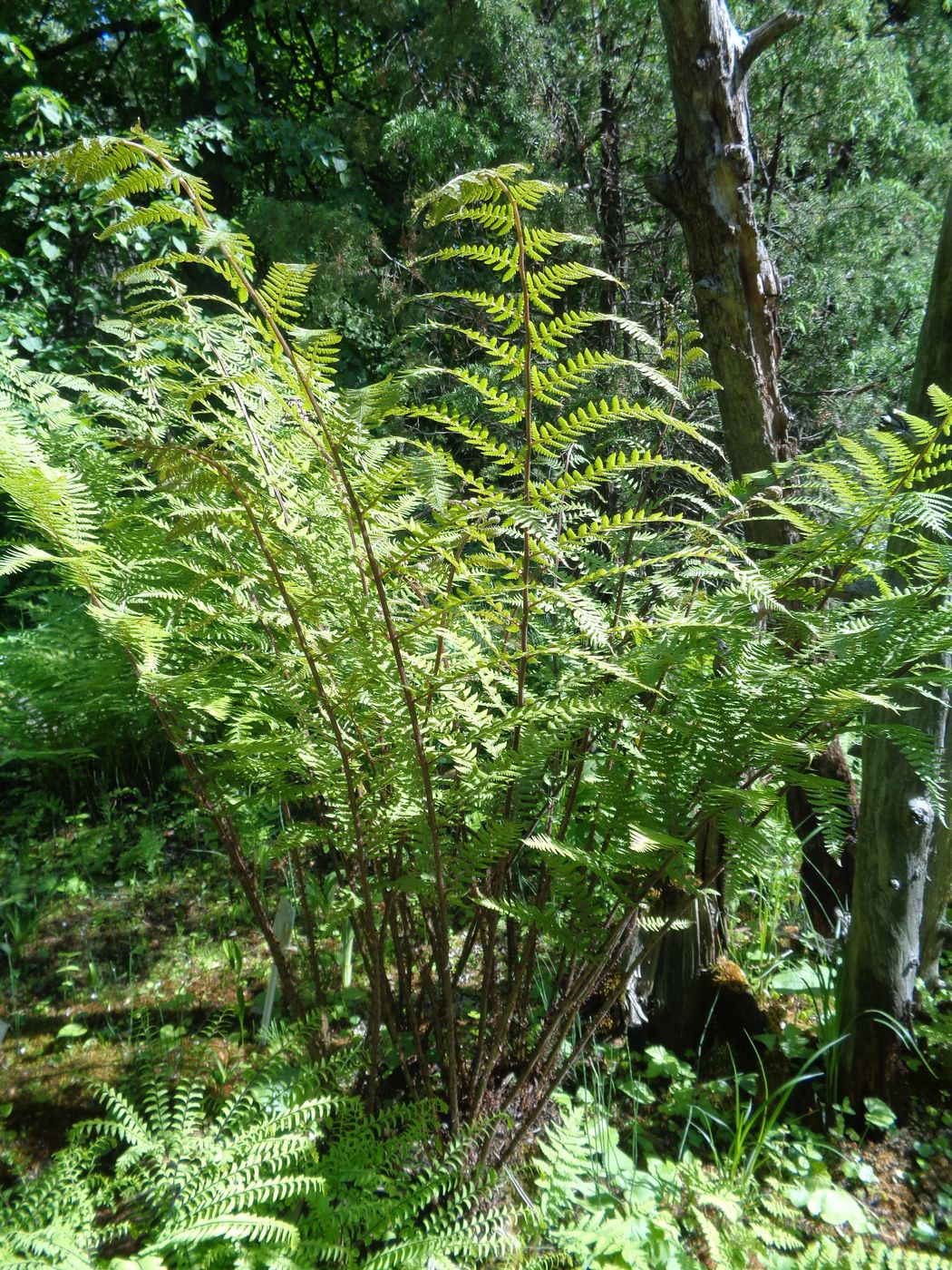 Image of genus Athyrium specimen.