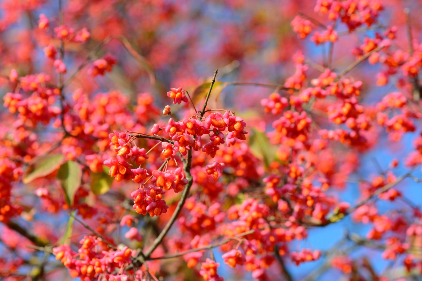 Изображение особи Euonymus europaeus.