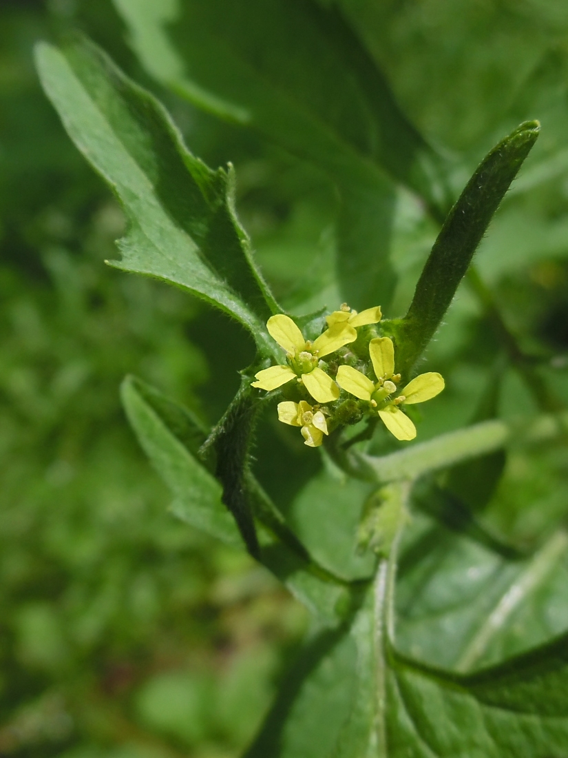 Image of Sisymbrium officinale specimen.