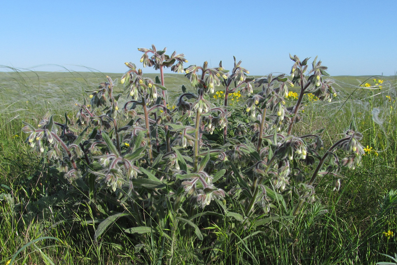 Image of Onosma tinctoria specimen.