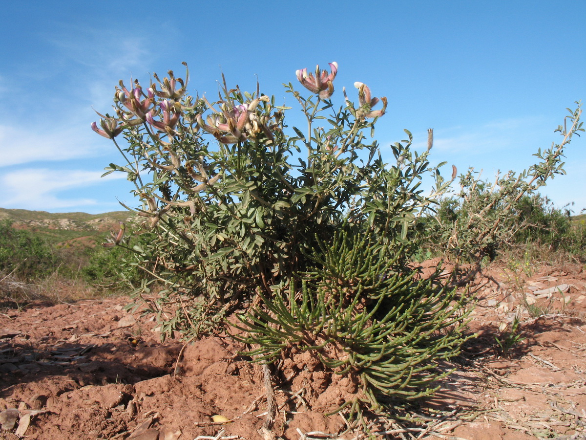 Изображение особи Astragalus aulieatensis.