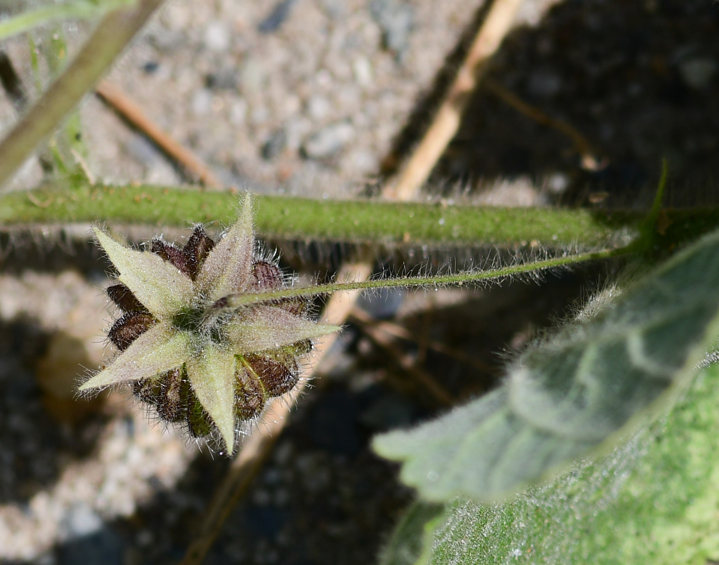 Image of Herissantia crispa specimen.