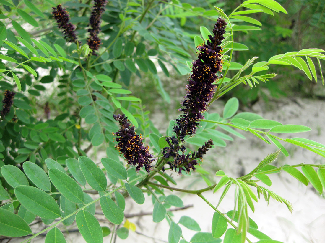 Изображение особи Amorpha fruticosa.