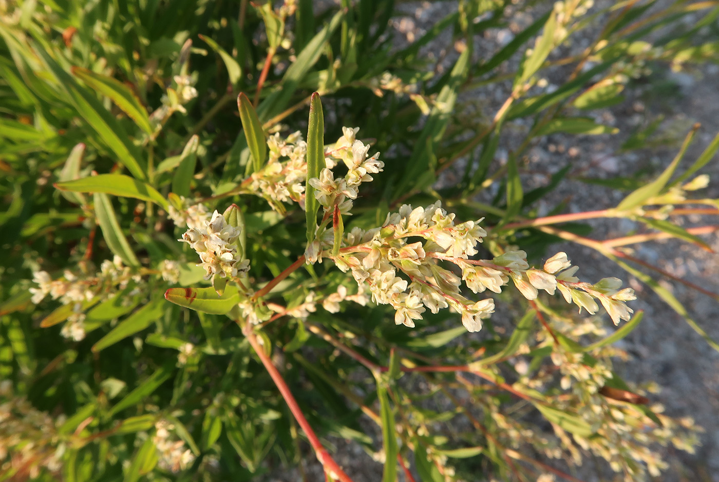 Image of Aconogonon angustifolium specimen.