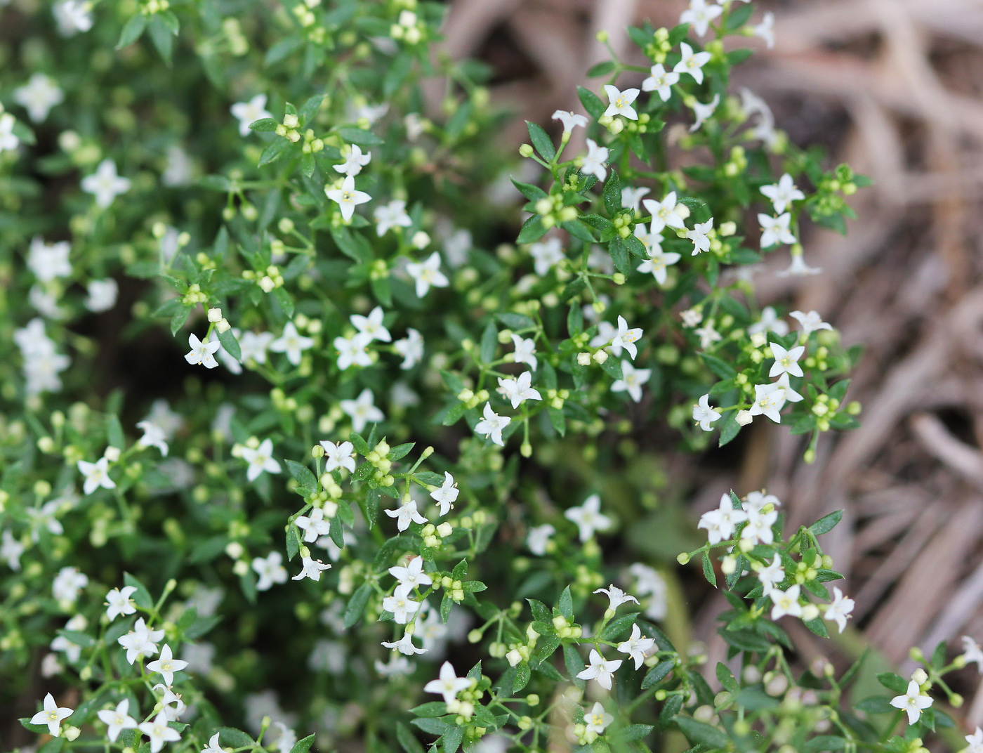 Изображение особи Galium humifusum.