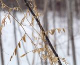 Vicia sylvatica. Увядшие побеги прошлого года. Пермский край, г. Пермь, Кировский р-н, берег оз. Лобханское, урёмный лес. 16.02.2020.