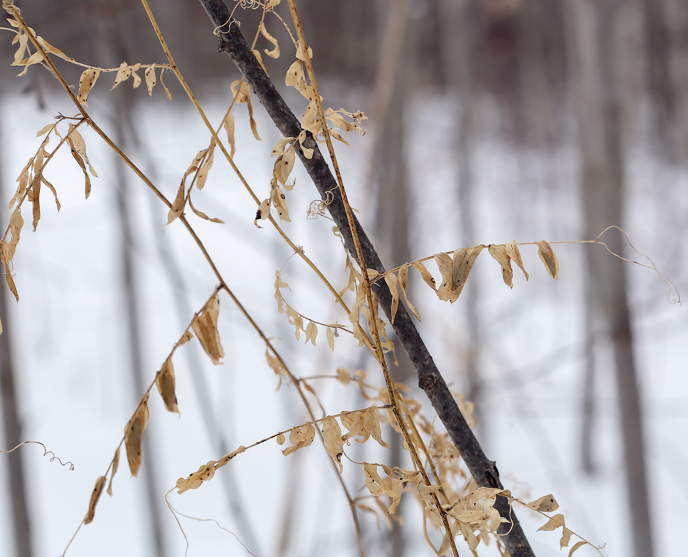 Image of Vicia sylvatica specimen.