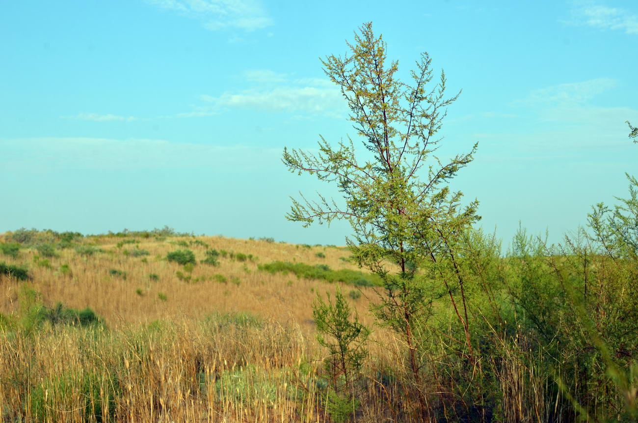 Image of Artemisia arenaria specimen.