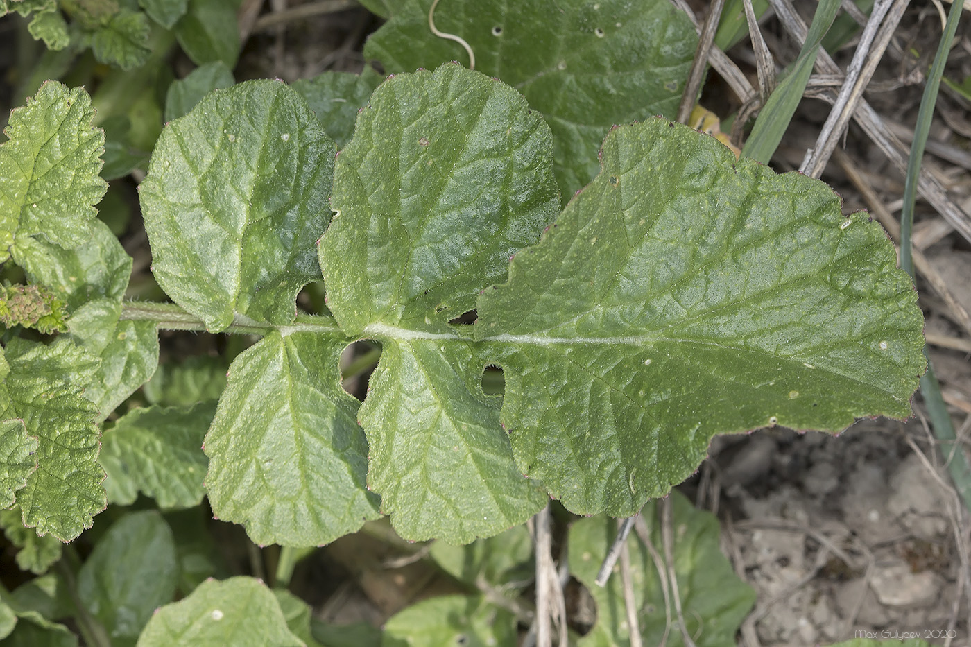 Image of familia Brassicaceae specimen.