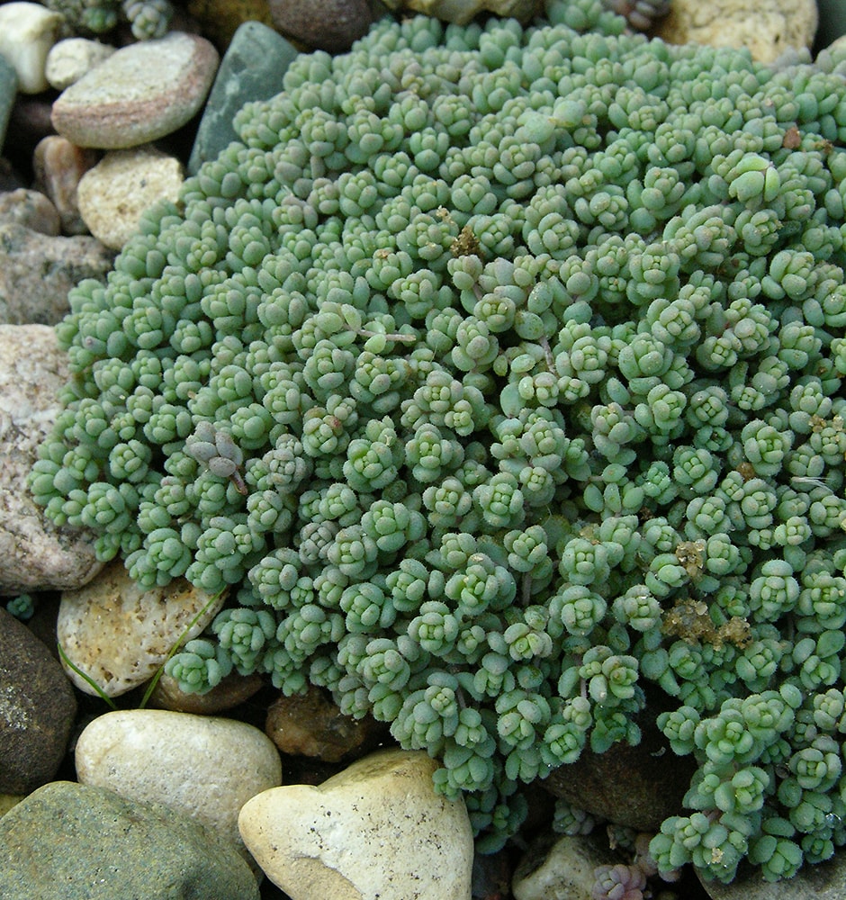 Image of Sedum dasyphyllum specimen.