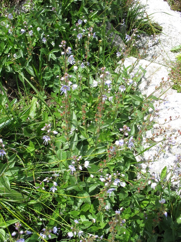 Image of Veronica monticola specimen.