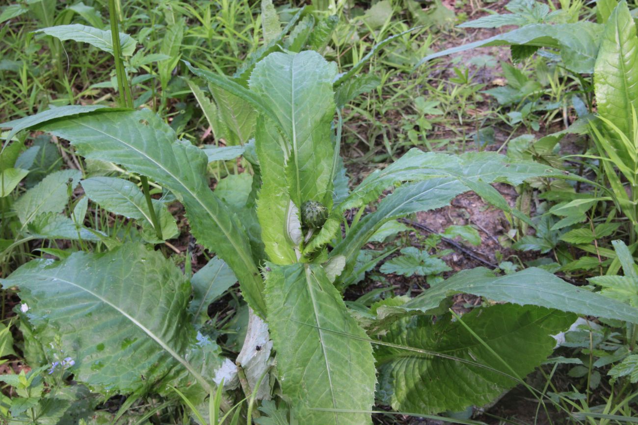 Изображение особи Cirsium heterophyllum.