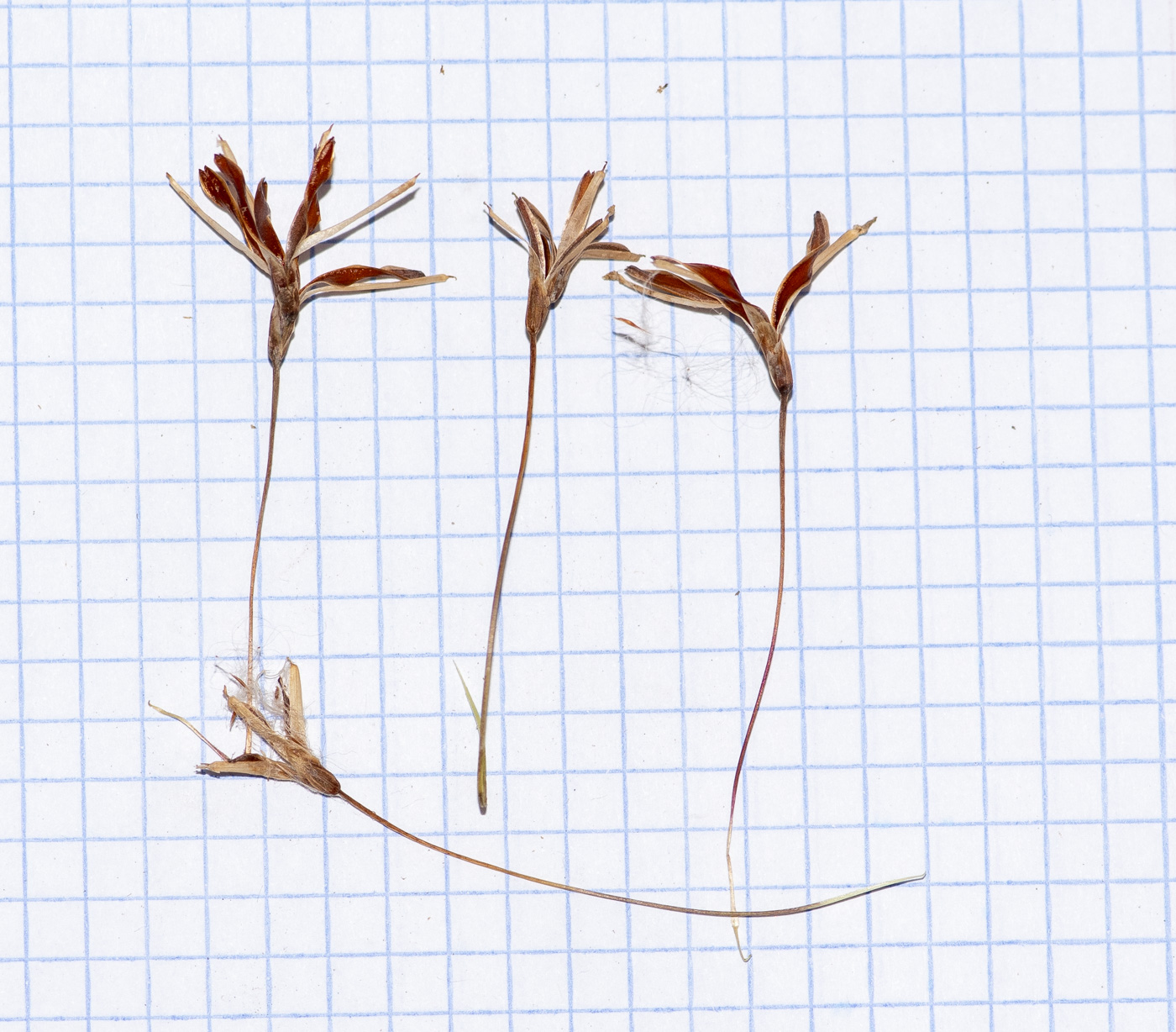 Image of Tillandsia recurvata specimen.