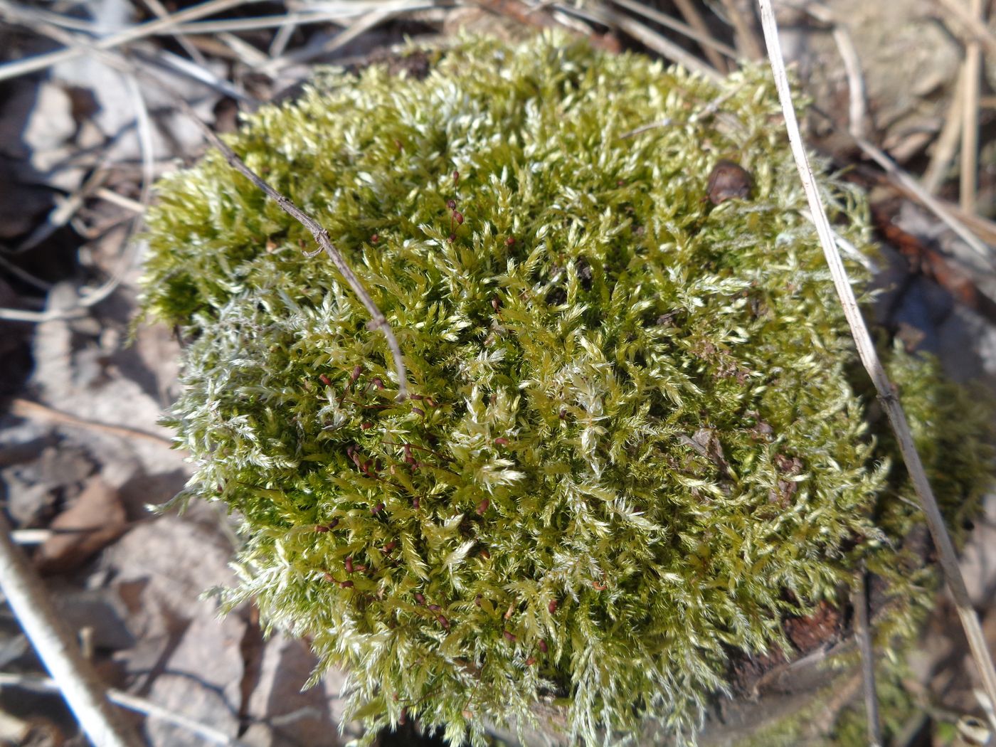 Изображение особи семейство Brachytheciaceae.