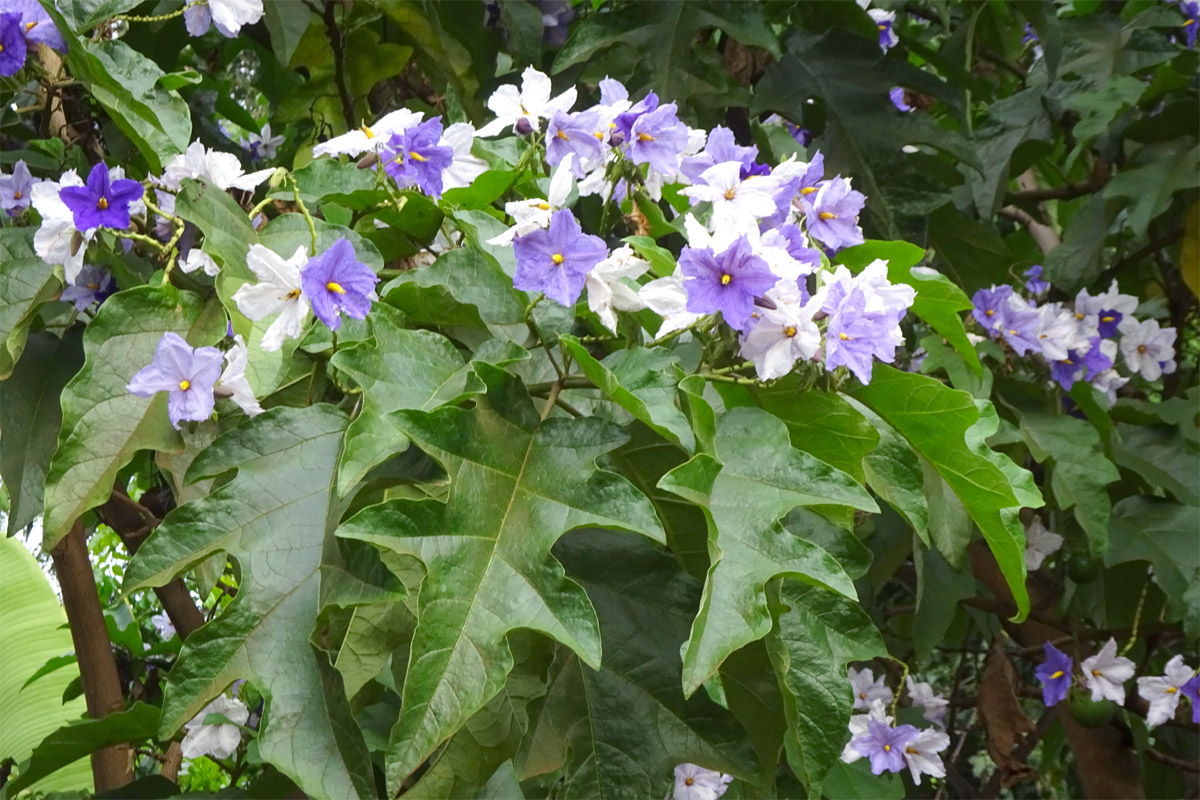 Изображение особи Solanum wrightii.