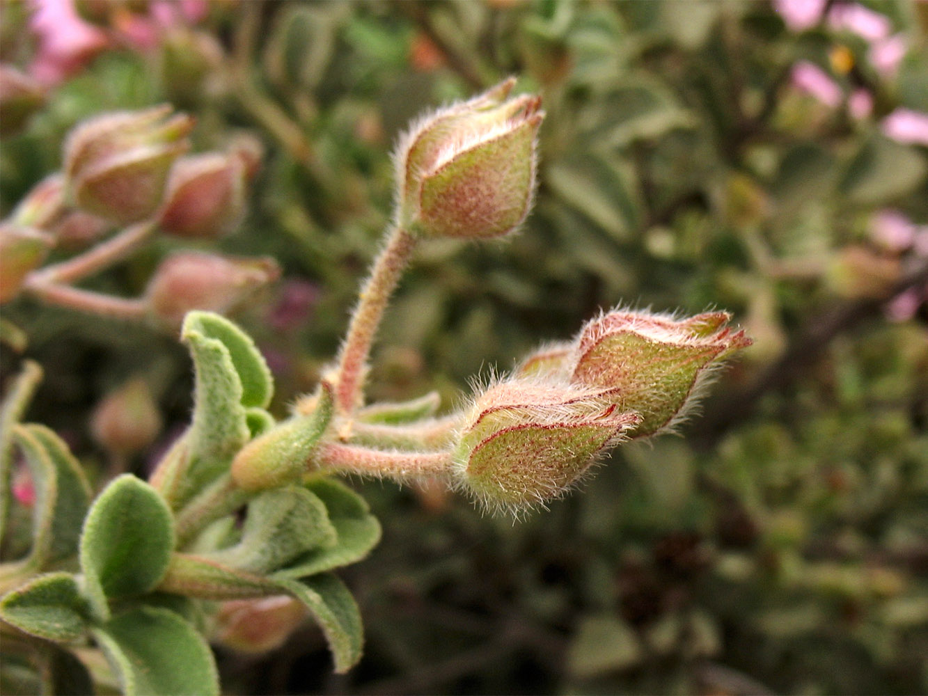 Image of Cistus parviflorus specimen.