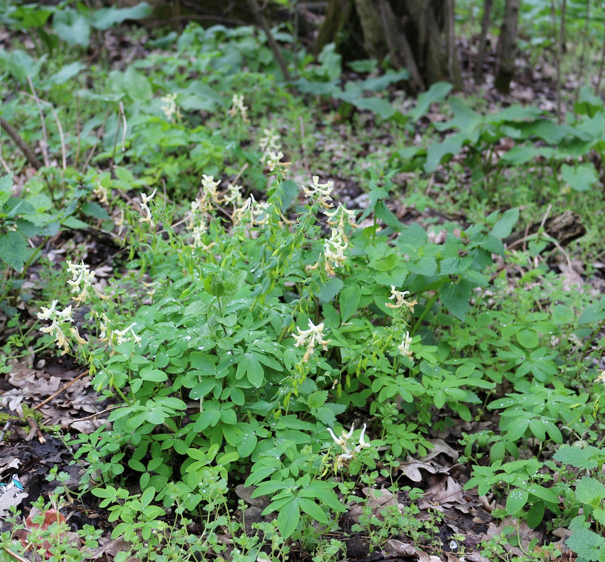 Изображение особи Corydalis marschalliana.