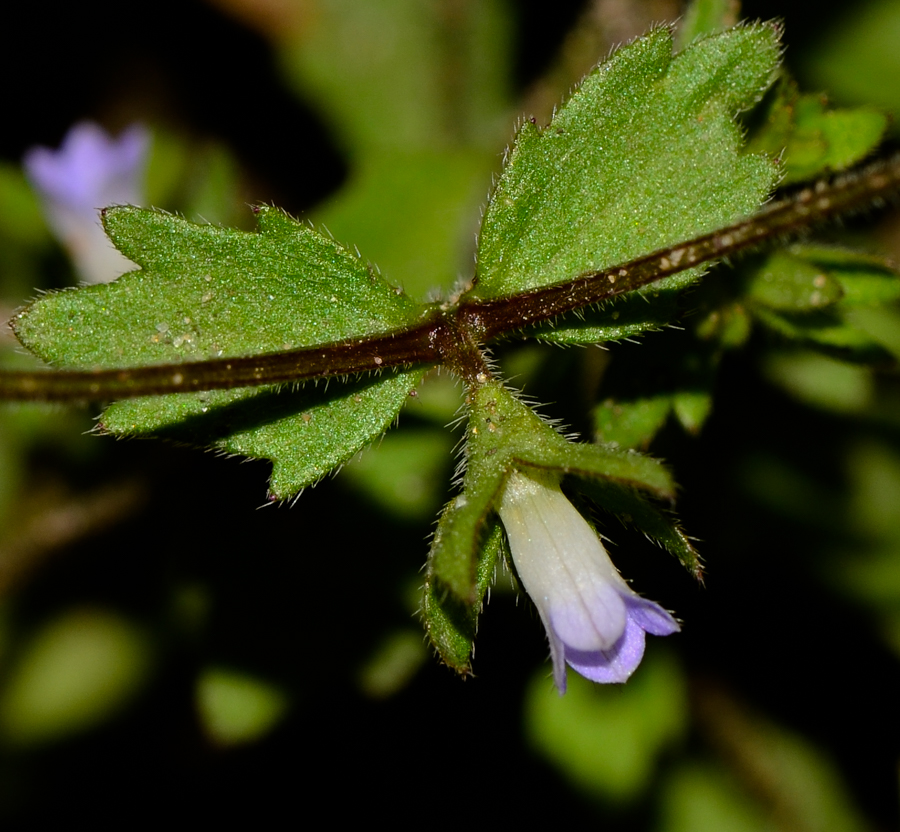 Image of Campanula erinus specimen.